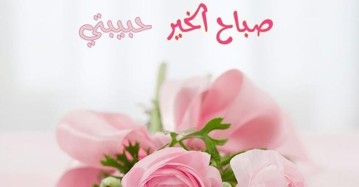 عبارات صباح الورد حبيبتي